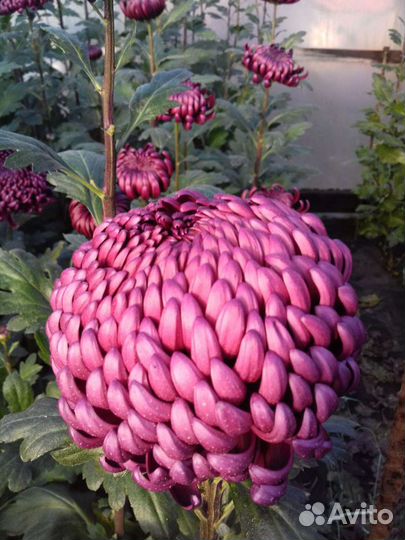 Хризантема мелкоцветная крупноцвет рассада черенок