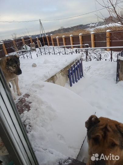 Собачья шерсть