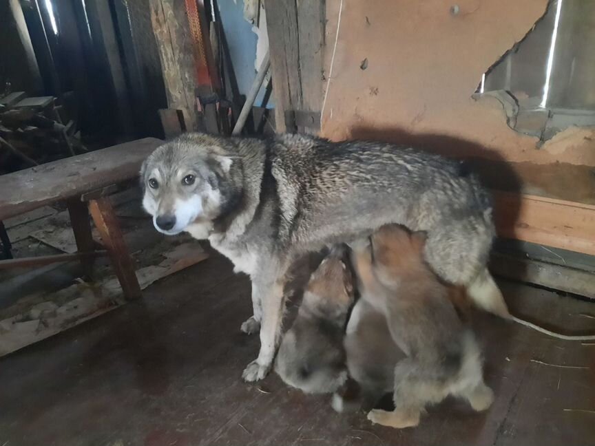 Щенки в добрые руки в частный дом