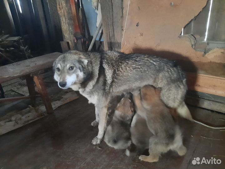 Щенки в добрые руки в частный дом
