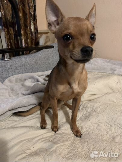 Вязка кобель той-терьер