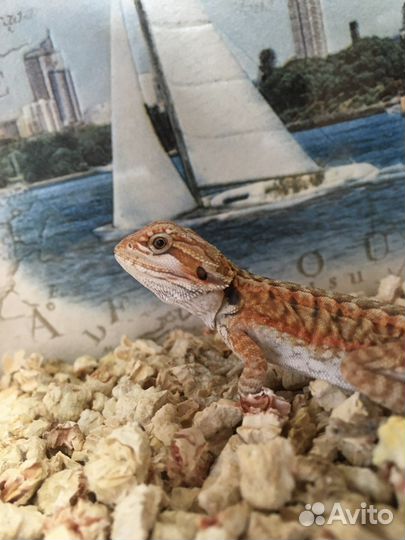 Бородатая агама / Ящерица / Эублефар / Комплект