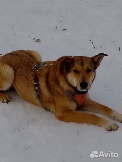 Собака в добрые руки