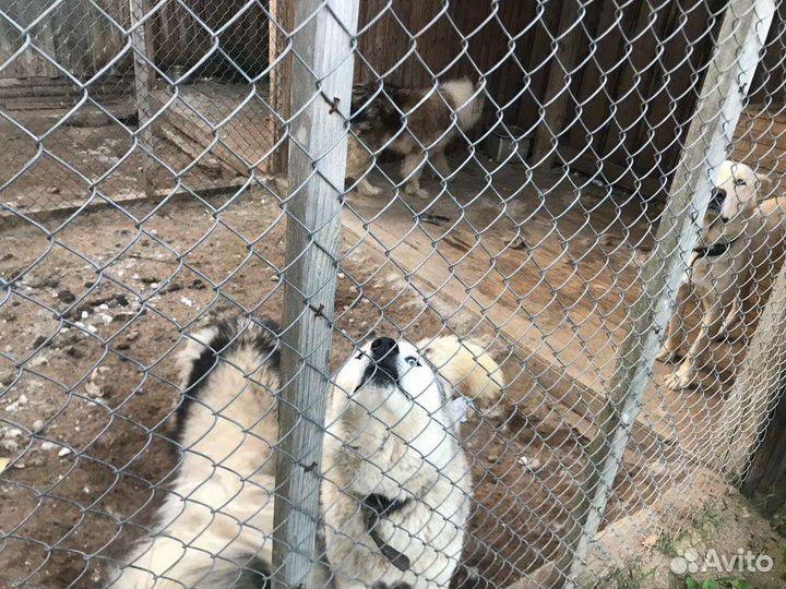 Отдадим собак хаски