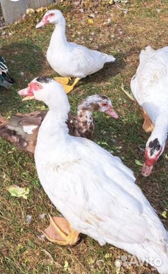 Мускусные утки тяжелые линии