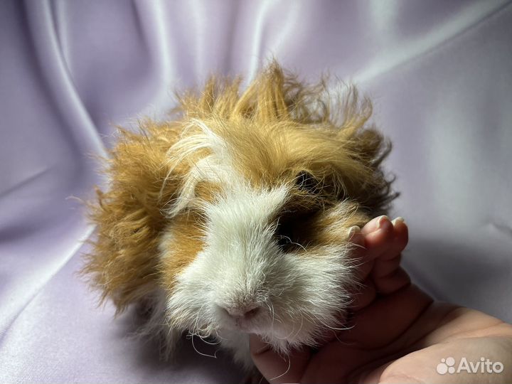 Морские свинки длинношерстные