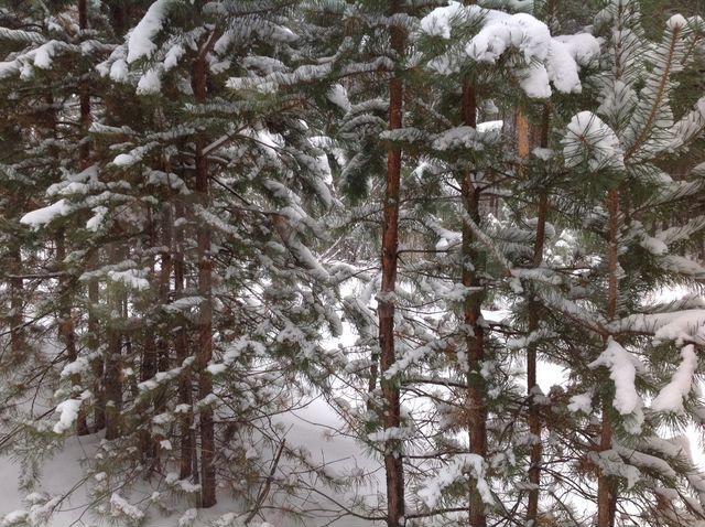 Участок алатырь. Сосновая 11. Участок алатырь. Чуварлейский бор. Участок алатырь.