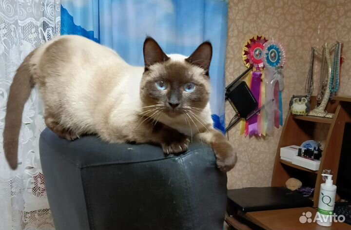 Вязка, Тайский кот