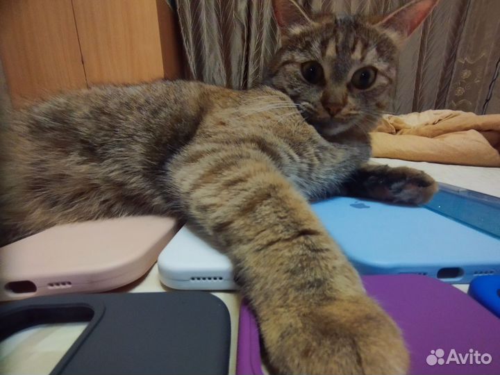 Чехлы на iPhone 12 Pro Max