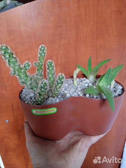 Композиции из кактусов