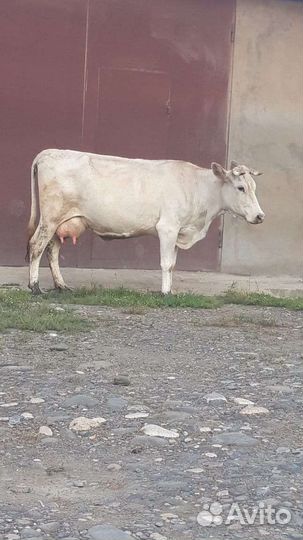 Корова дойная с теленком