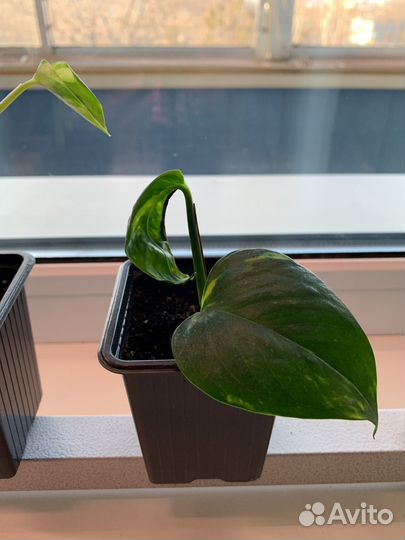 Сциндапсус золотистый