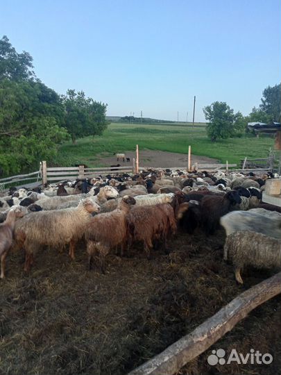 Овцы 150 штук,200 кг живого веса