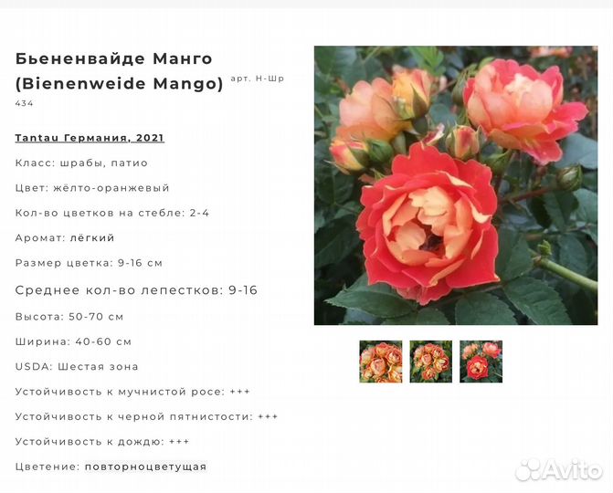 Роза Бьененвайде манго