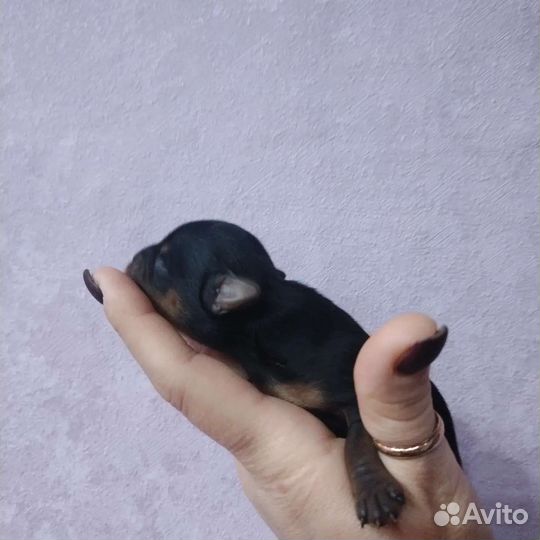 Готовы к брони