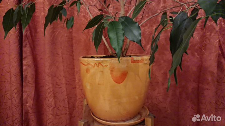 Фикус банджамина