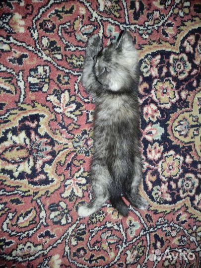 Котенок чёрный