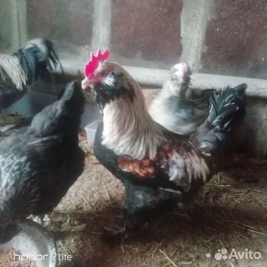 Петухи Фавероль