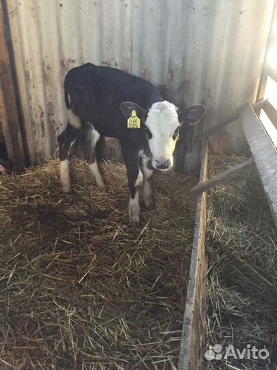Телята от 1 месяца