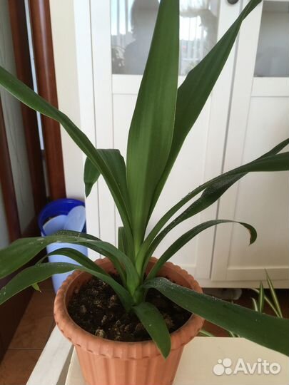 Фикус, юкка, драцена, кордилина, эпипремнум