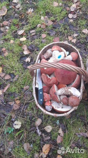 Грибы сушёные