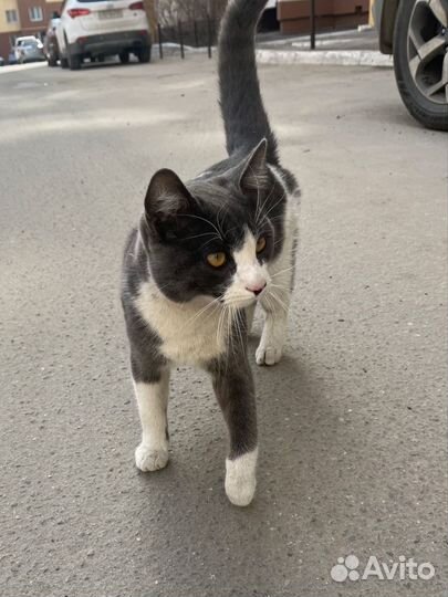 Кот в добрые руки