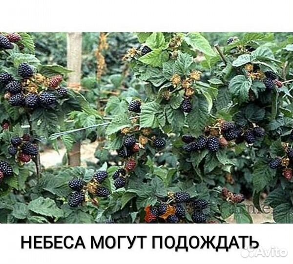 Саженцы ежевики небеса могут подождать
