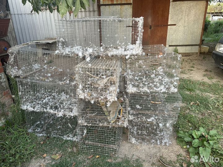 Клетки