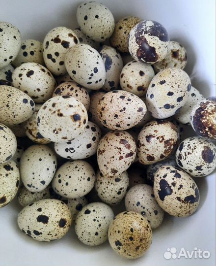 Яйца перепелиные домашние