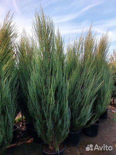 Хвойные декоративные растения