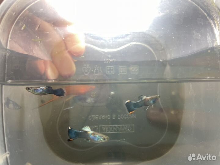 Орнатусы Гуппи Нематода Гриндальский червь