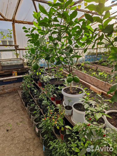 Лимонное дерево