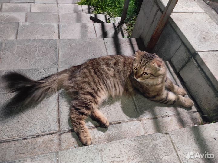 Кошка или кот вислоухая бывшедомашняя