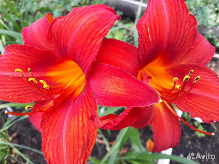 Лилейник Анзак