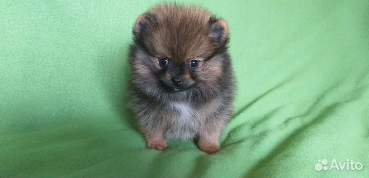 Шпицули малыши