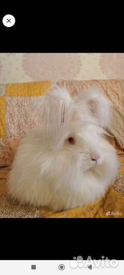 Пуховые крольчата немецкая ангора