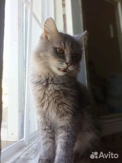 Кошка в дар бесплатно