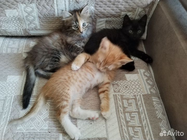Котята в добрые руки бесплатно