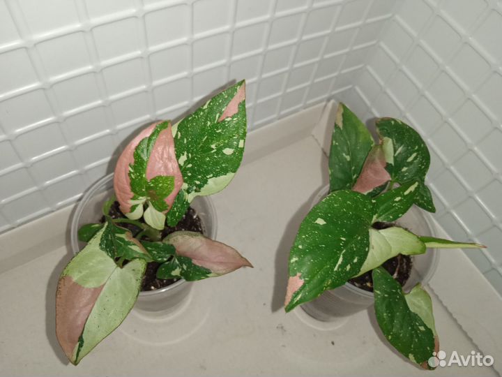 Сингониумы сортовые, сциндапсус