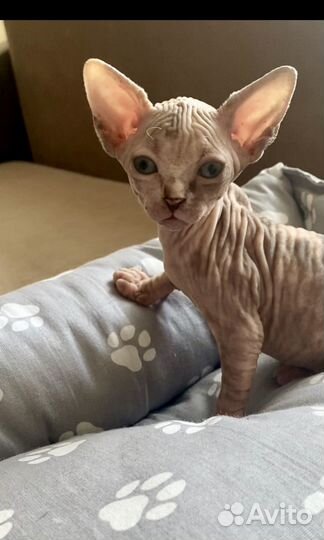 Кошечка для Вас