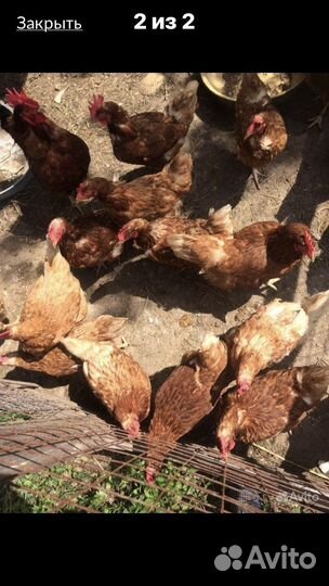 Яйцо куринное домашнее