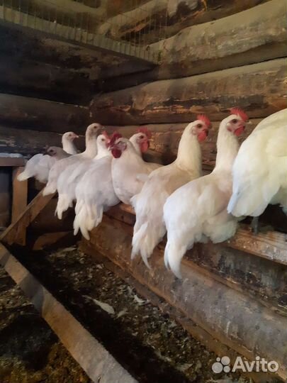 Домашние курочки,петушки