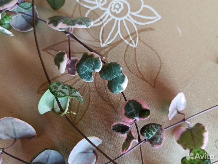 Церопегия вуда вариегатная