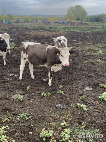 Стельные телки и бычки