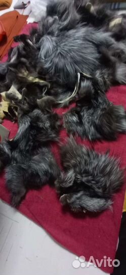 Чернобурка лиса обрезь