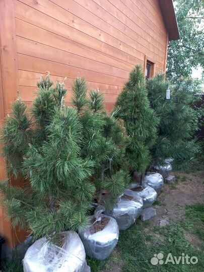 Саженцы кедра, ели, Пихты