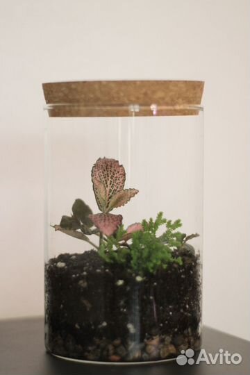 Флорариум, растения в банке