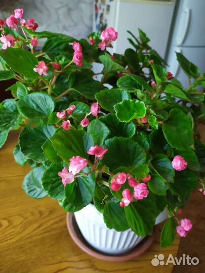Бегония вечноцветущий, махровый