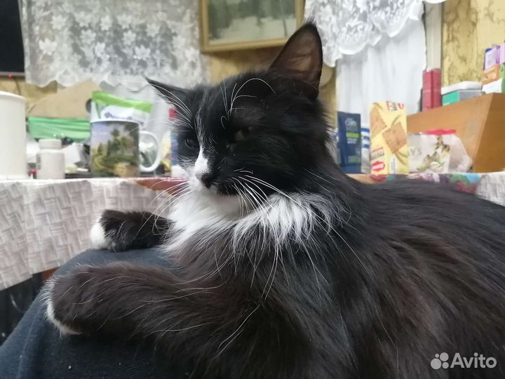 Котята мышеловы