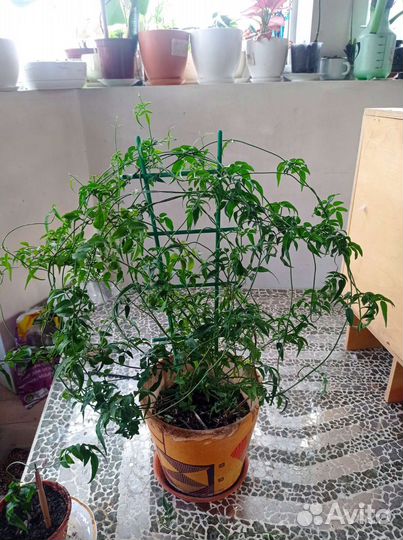 Жасмин мелколистный, черенки